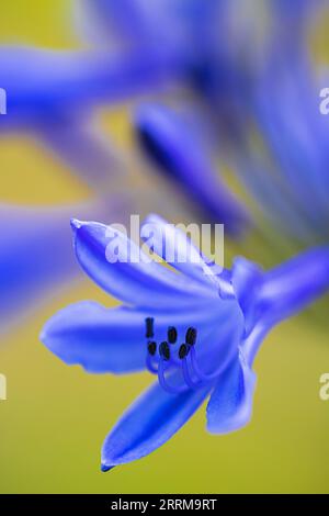 Jewel Lily 'Northern Star' (Agapanthus) Stockfoto