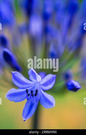 Jewel Lily 'Northern Star' (Agapanthus) Stockfoto