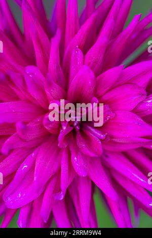 Dahlia Mix "Mitternachtsparty" in voller Blüte Stockfoto