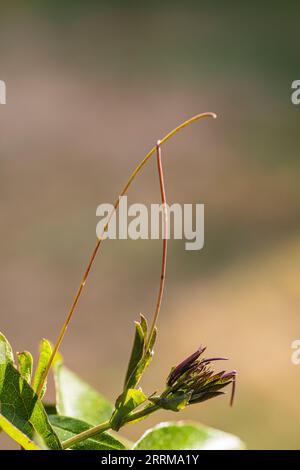 Tendril einer Passionsblume (Passiflora edulis), Bokeh-Hintergrund Stockfoto