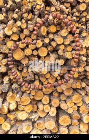 Kastanienherz auf Holzstapel, Stillleben angeordnet, Landhausstil Stockfoto