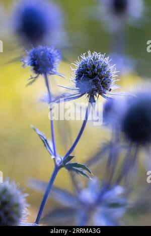 Bläuliche Blüten von Erddistel (Echinops), Bokeh Stockfoto