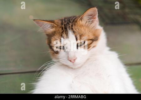 Verschlafene Kätzchen liegen und genießen den Tag Stockfoto