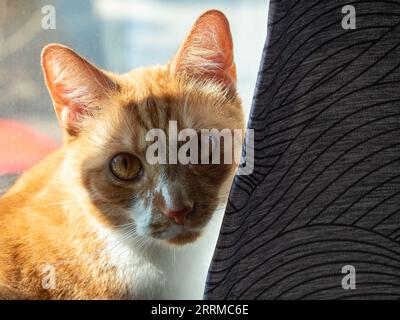 Nahaufnahme des Profilporträts einer niedlichen Ingwerkatze. Eine große orangene Katze sitzt am Fenster. Haustiere genießen die Sonne. Stockfoto