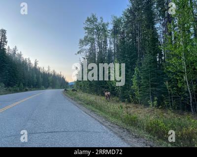 Eine Herde von Woodland Caribou weidet entlang der Straße auf der Maligne Road im Jasper National Park in Kanada. Stockfoto