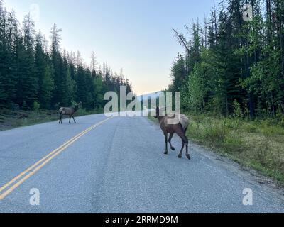 Eine Herde von Woodland Caribou weidet entlang der Straße auf der Maligne Road im Jasper National Park in Kanada. Stockfoto