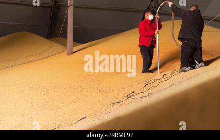 221026 -- SUIHUA, 26. Oktober 2022 -- Mitarbeiter Proben frisch geerntete Sojabohnen für Qualitätstests in einem Getreidehandelsunternehmen in Suihua in der nordöstlichen chinesischen Provinz Heilongjiang, 25. Oktober 2022. Heilongjiang, eine bedeutende Getreideerzeugungsprovinz in China, hat kürzlich eine reiche Sojabohnenernte verzeichnet. CHINA-HEILONGJIANG-SUIHUA-SOJABOHNENERNTE CN ZHANGXTAO PUBLICATIONXNOTXINXCHN Stockfoto