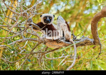 221028 -- NAIROBI, 28. Oktober 2022 -- Ein Lemur wird in der Nähe von Antananarivo, Madagaskar, 21. Oktober 2022 gesehen. Viele Lemurarten sind auf der Roten Liste der bedrohten Arten der Internationalen Union für Naturschutz (IUCN) aufgeführt und sind aufgrund der Zerstörung von Lebensräumen und der illegalen Jagd in den letzten Jahren vom Aussterben bedroht. Foto von /Xinhua MADAGASKAR-LEMUR IakoxRandrianarivelo PUBLICATIONxNOTxINxCHN Stockfoto