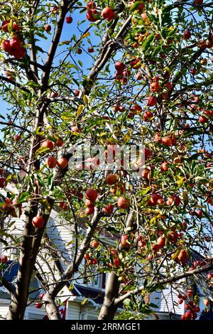 Apfelbaum, Malus domestica, mit roten Äpfeln, die in einem Garten in Lakewood, Ohio, geerntet werden können Stockfoto