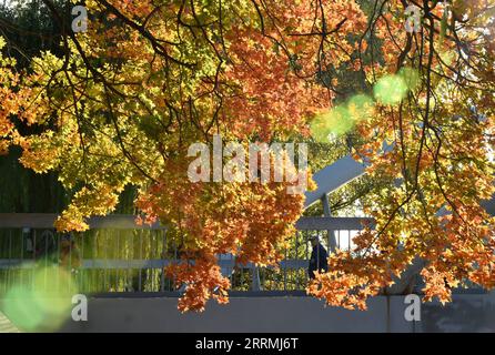 221101 -- PEKING, 1. November 2022 -- dieses Foto, das am 1. November 2022 aufgenommen wurde, zeigt die Herbstlandschaft des Yuyuantan Parks in Peking, der Hauptstadt Chinas. CHINA-PEKING-HERBSTLANDSCHAFT CN LuoxXiaoguang PUBLICATIONxNOTxINxCHN Stockfoto