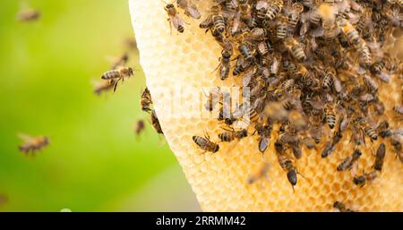 Honig ernten: Bienen Summen auf Medovukha-Rahmen Stockfoto