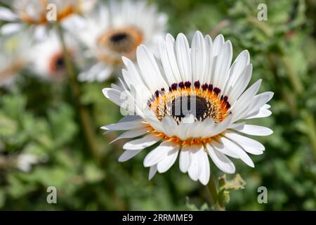 Nahaufnahme eines Monarchen der blühenden Veldt-Blume (Arctotis fastuosa) Stockfoto