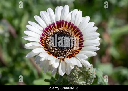 Nahaufnahme eines Monarchen der blühenden Veldt-Blume (Arctotis fastuosa) Stockfoto