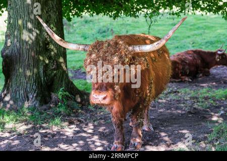 Porträt einer schottischen Hochlandkuh im Schatten mit ihrem Kopf voller Disteln und Fliegen Stockfoto