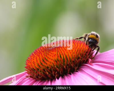 Hummel an einer Echinacea-Blume Stockfoto