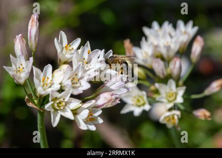 Nahaufnahme von dünnen Blüten mit falschem Knoblauch (Nothoscordum gracile) in Blüte Stockfoto