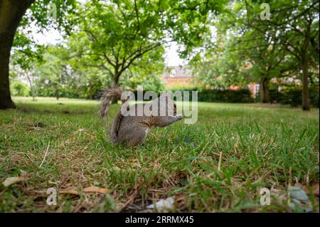 Ein Eichhörnchen isst im Hyde Park, London Stockfoto