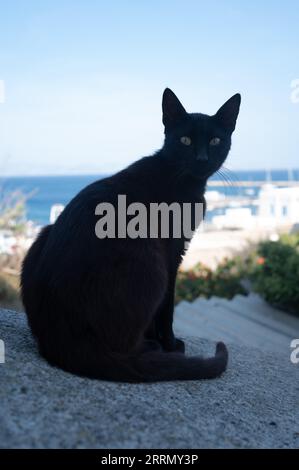 Schwarze Katze sitzt an einer Wand mit Blick auf das Meer in Naxos, Griechenland Stockfoto