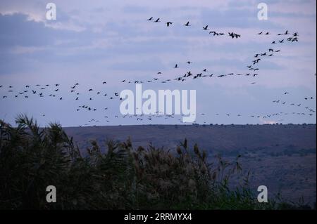 221122 -- HULA VALLEY ISRAEL, 22. November 2022 -- Eine Herde von wandernden grauen Kranichen wird am 22. November 2022 im Agamon Hula Lake Gebiet des Hula Valley im Norden ISRAELS gesehen. Jedes Jahr kommen Hunderttausende von Vögeln an Agamon vorbei, einem wichtigen Zwischenstopp für Zugvögel von Europa nach Afrika, und einige verbringen den Winter am See. /JINI über Xinhua ISRAEL-HULA VALLEY-GRAY CRANE-MIGRATION AyalxMargolin PUBLICATIONxNOTxINxCHN Stockfoto