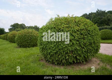 Gartengestaltung mit abgerundeten Sträuchern und grünen Rasenflächen Stockfoto