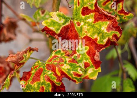 Detail eines Blattes aus einer Rebe im Herbst Stockfoto