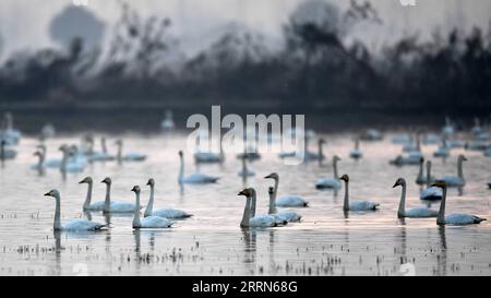 221214 -- YUEYANG, 14. Dezember 2022 -- dieses Foto, das am 13. Dezember 2022 aufgenommen wurde, zeigt kleine Schwäne im Feuchtgebiet Donggu Lake des Verwaltungsgebiets Quyuan, Provinz Hunan in Zentralchina. Überwinternde Zugvögel sind vor kurzem im Feuchtgebiet des Dongting Lake angekommen. CHINA-HUNAN-ZUGVÖGEL CN ChenxZhenhai PUBLICATIONxNOTxINxCHN Stockfoto