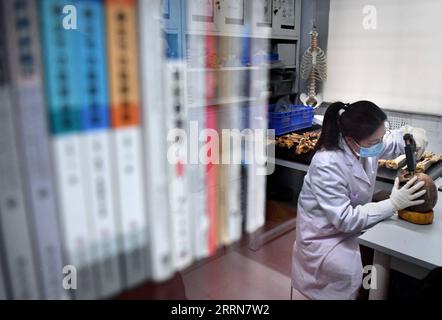 221220 -- ZHENGZHOU, 20. Dezember 2022 -- Li Yanzhen repariert einen gebrochenen Schädel am Henan-Institut für kulturelle Relikte und Archäologie in Zhengzhou, zentralchinesische Provinz Henan, 30. November 2022. In einem Büro voller Messgeräte und Skelettproben am Henan Institute of Cultural Reliics and Archaeology misst und analysiert Li Yanzhen, ein Mädchen aus den 90er Jahren, sorgfältig einen alten menschlichen Knochen und spekuliert über die Größe und den Ernährungszustand des Knochenbesitzers. Li, der sich mit Archäologie beschäftigte, studierte heute physische Anthropologie. Li kann verborgene historische Informationen aus alten menschlichen Überresten wie ph-wert extrahieren Stockfoto