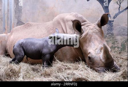 230109 -- PEKING, 9. Januar 2023 -- Ein neugeborenes weißes Nashornkalb wird mit seiner Mutter Weiwei im Chimelong Safari Park in Guangzhou, Provinz Guangdong, 29. März 2022 gesehen. XINHUA-BILDER DES JAHRES 2022-CHINA-NACHRICHTEN HUANGXGUOBAO PUBLICATIONXNOTXINXCHN Stockfoto