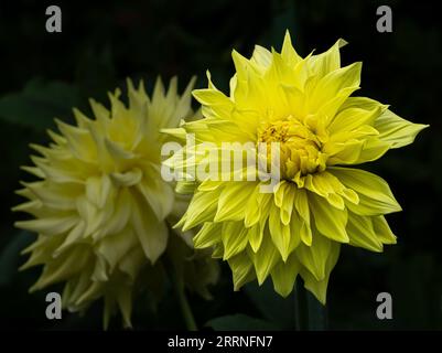 Ein Paar gelbe Dahlien, eine im Vordergrund scharf fokussiert, die andere im Hintergrund verschwommen, in Butchart Gardens in der Nähe von Victoria, BC, Kanada. Stockfoto