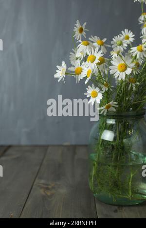 Frühling Sommer Herbst saisonaler Blumenstrauß mit kleinen weißen Gänseblümchen mit gelbem Zentrum in einer Glasvase auf dem EP-Hintergrund. Klassisches Stillleben mit f Stockfoto