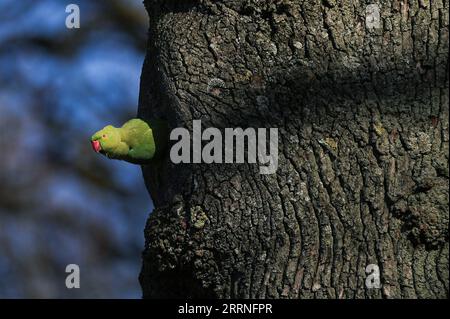 230110 -- PEKING, 10. Januar 2023 -- Ein Papagei wird im Park des fünfzigsten Jahrestages in Brüssel, Belgien, am 7. März 2022 gesehen. XINHUA-BILDER DES JAHRES 2022-WELTNACHRICHTEN ZHENGXHUANSONG PUBLICATIONXNOTXINXCHN Stockfoto