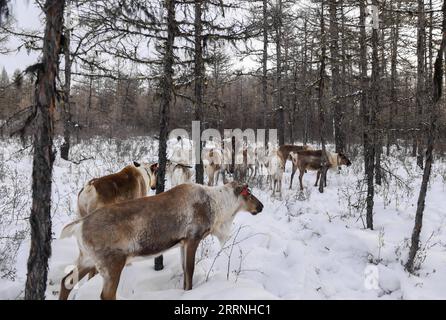 230113 -- GENHE, 13. Januar 2023 -- dieses Foto, das am 12. Januar 2023 aufgenommen wurde, zeigt Juele mit seinem Rentier in der Jinhe-Waldkette in der Nähe von Genhe City, Nordchinas Autonome Region Innere Mongolei. Alle zwei oder drei Tage fährt Juele Bulituotian in die Jinhe-Waldkette, etwa 80 Kilometer von der Stadt Genhe entfernt. Dort findet der 39-jährige Aoluguya Ewenki-Hirte, der einen traditionellen Pelzmantel trägt, sein Rentier, das auf der Jagd ist. Anstatt Rentiere in einer Scheune zu halten, lassen die Ewenki-Hirten die Tiere im Wald leben und kontrollieren sie alle paar Tage. Juele besitzt über 60 Rentiere. Er wird seine r Stockfoto