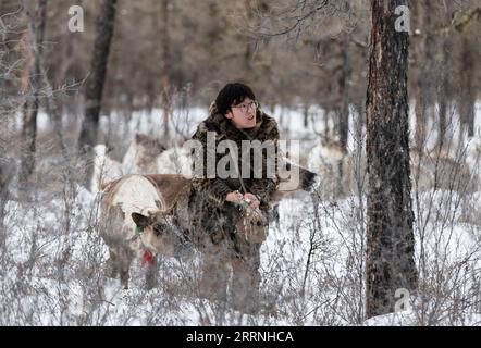 230113 -- GENHE, 13. Januar 2023 -- Juele wäscht sich die Hände mit Schnee, bevor er seine Rentiere in der Jinhe-Waldlandschaft nahe der Stadt Genhe, Nordchina, der Autonomen Region Innere Mongolei, am 12. Januar 2023 ernährt. Alle zwei oder drei Tage fährt Juele Bulituotian in die Jinhe-Waldkette, etwa 80 Kilometer von der Stadt Genhe entfernt. Dort findet der 39-jährige Aoluguya Ewenki-Hirte, der einen traditionellen Pelzmantel trägt, sein Rentier, das auf der Jagd ist. Anstatt Rentiere in einer Scheune zu halten, lassen die Ewenki-Hirten die Tiere im Wald leben und kontrollieren sie alle paar Tage. Juele besitzt über 60 Rentiere. Er hat Stockfoto