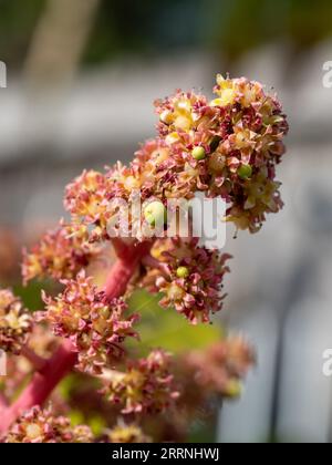 Kleine grüne Mangobrüchte, die sich auf der Stree bilden, wo die Blumen blühen, australischer Küstengarten Stockfoto