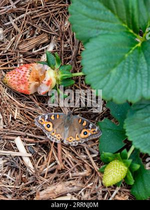 Ein WiesenArgus-Schmetterling, der sich in der Nähe einer zum Teil im Garten gefressenen Erdbeere, wahrscheinlich nicht verwandt, befindet, grüne Blätter Stockfoto