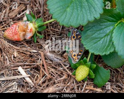 Ein WiesenArgus-Schmetterling, der sich in der Nähe einer zum Teil im Garten gefressenen Erdbeere, wahrscheinlich nicht verwandt, befindet, grüne Blätter Stockfoto