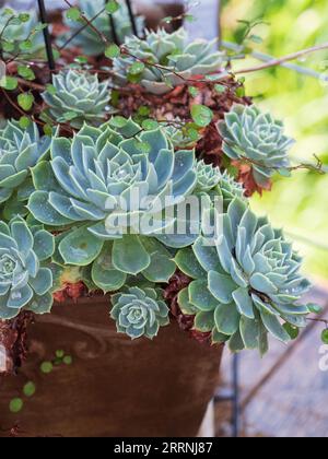 Echeveria Sukkulente Pflanzenrosetten und Maidenhaarreben in einem Topf, draußen in einem Küstengarten Stockfoto