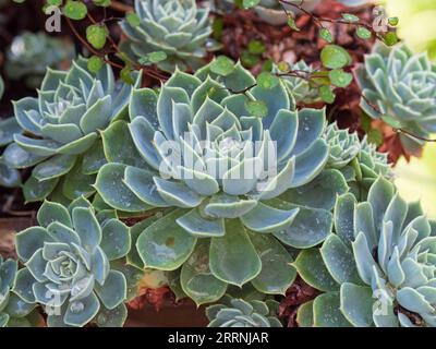 Echeveria Sukkulente Pflanzenrosetten und Maidenhaarreben in einem Topf, draußen in einem Küstengarten Stockfoto