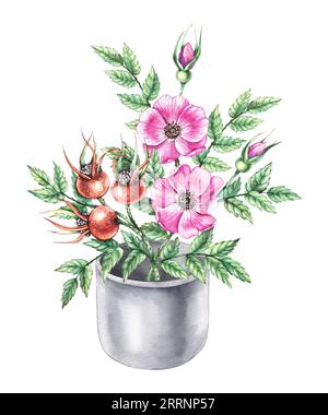 Aquarellvase mit Beeren und Hagebuttenblüten isoliert. Blumenstrauß mit Rosenknospen von Hand auf weißem Hintergrund gezeichnet. Handgezeichnete Anlage für die Gestaltung der Karte Stockfoto