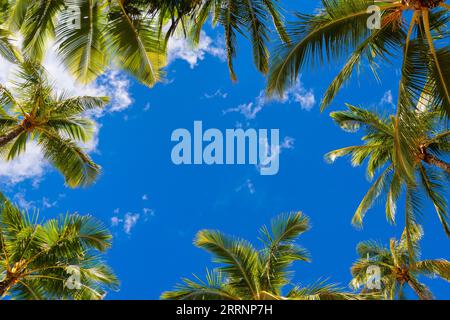 Kokospalme auf weißen Wolken und blauem Himmel Hintergrund am Strand mit Kopierraum. Stockfoto