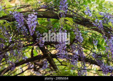 Wisteria Reben im Botanischen Garten von Curitiba in Brasilien Stockfoto