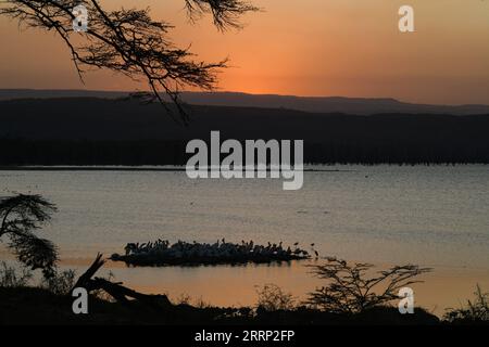 230213 -- NAKURU, 13. Februar 2023 -- Pelikane werden bei Sonnenuntergang im Lake Nakuru National Park in Kenia gesehen, 12. Februar 2023. KENYA-LAKE NAKURU NATIONALPARK-LANDSCHAFT HANXXU PUBLICATIONXNOTXINXCHN Stockfoto