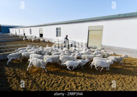 230216 -- GULANG, 16. Februar 2023 -- Ein Mitarbeiter reinigt außerhalb des Zuchtschuppens einer Schafzuchtfarm im Gulang County, nordwestchinesische Provinz Gansu, 15. Februar 2023. In den letzten Jahren hat Gulang die Rinder- und Schafzuchtindustrie mit Nachdruck weiterentwickelt, um die Wiederbelebung des ländlichen Raums und eine qualitativ hochwertige Entwicklung zu fördern. CHINA-GANSU-GULANG-RINDER-SCHAFZUCHTINDUSTRIE CN FANXPEISHEN PUBLICATIONXNOTXINXCHN Stockfoto