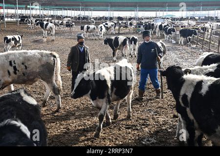 230216 -- GULANG, 16. Februar 2023 -- Mitarbeiter überprüfen das Wachstum von Rindern in einer Rinderzuchtbasis in Xijing Town, Gulang County, nordwestchinesische Provinz Gansu, 15. Februar 2023. In den letzten Jahren hat Gulang die Rinder- und Schafzuchtindustrie mit Nachdruck weiterentwickelt, um die Wiederbelebung des ländlichen Raums und eine qualitativ hochwertige Entwicklung zu fördern. CHINA-GANSU-GULANG-RINDER-SCHAFZUCHTINDUSTRIE CN FANXPEISHEN PUBLICATIONXNOTXINXCHN Stockfoto