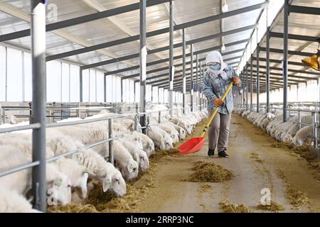 230216 -- GULANG, 16. Februar 2023 -- Ein Mitarbeiter arbeitet im Zuchtschuppen einer Schafzuchtfarm im Gulang County, Provinz Gansu im Nordwesten Chinas, 15. Februar 2023. In den letzten Jahren hat Gulang die Rinder- und Schafzuchtindustrie mit Nachdruck weiterentwickelt, um die Wiederbelebung des ländlichen Raums und eine qualitativ hochwertige Entwicklung zu fördern. CHINA-GANSU-GULANG-RINDER-SCHAFZUCHTINDUSTRIE CN FANXPEISHEN PUBLICATIONXNOTXINXCHN Stockfoto