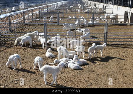 230216 -- GULANG, 16. Februar 2023 -- neugeborene Lämmer sind in einer Schafzuchtfarm im Gulang County, nordwestchinesische Provinz Gansu, 15. Februar 2023 abgebildet. In den letzten Jahren hat Gulang die Rinder- und Schafzuchtindustrie mit Nachdruck weiterentwickelt, um die Wiederbelebung des ländlichen Raums und eine qualitativ hochwertige Entwicklung zu fördern. CHINA-GANSU-GULANG-RINDER-SCHAFZUCHTINDUSTRIE CN FANXPEISHEN PUBLICATIONXNOTXINXCHN Stockfoto