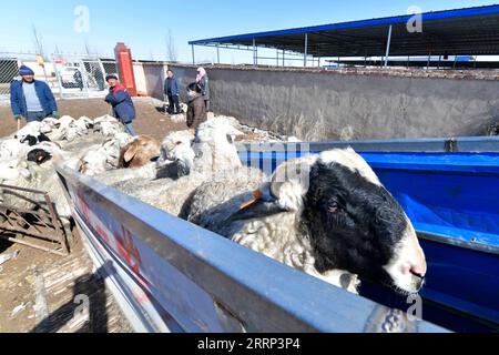 230216 -- GULANG, 16. Februar 2023 -- Schafe werden auf einen LKW in der Stadt Huanghuatan im Gulang County, nordwestchinesische Provinz Gansu, 15. Februar 2023 geladen. In den letzten Jahren hat Gulang die Rinder- und Schafzuchtindustrie mit Nachdruck weiterentwickelt, um die Wiederbelebung des ländlichen Raums und eine qualitativ hochwertige Entwicklung zu fördern. CHINA-GANSU-GULANG-RINDER-SCHAFZUCHTINDUSTRIE CN FANXPEISHEN PUBLICATIONXNOTXINXCHN Stockfoto