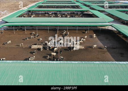230216 -- GULANG, 16. Februar 2023 -- dieses Luftbild vom 15. Februar 2023 zeigt eine Rinderzuchtbasis in Xijing Town, Gulang County, nordwestchinesische Provinz Gansu. In den letzten Jahren hat Gulang die Rinder- und Schafzuchtindustrie mit Nachdruck weiterentwickelt, um die Wiederbelebung des ländlichen Raums und eine qualitativ hochwertige Entwicklung zu fördern. CHINA-GANSU-GULANG-RINDER-SCHAFZUCHTINDUSTRIE CN FANXPEISHEN PUBLICATIONXNOTXINXCHN Stockfoto