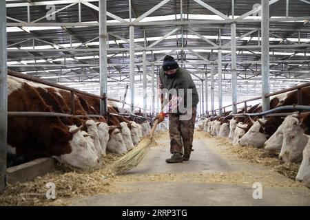 230216 -- GULANG, 16. Februar 2023 -- dieses Foto, das am 15. Februar 2023 aufgenommen wurde, zeigt das Innere des Kuhschuppens in einer Rinderzuchtbasis in Xijing Town, Gulang County, nordwestchinesische Provinz Gansu. In den letzten Jahren hat Gulang die Rinder- und Schafzuchtindustrie mit Nachdruck weiterentwickelt, um die Wiederbelebung des ländlichen Raums und eine qualitativ hochwertige Entwicklung zu fördern. CHINA-GANSU-GULANG-RINDER-SCHAFZUCHTINDUSTRIE CN LANGXBINGBING PUBLICATIONXNOTXINXCHN Stockfoto