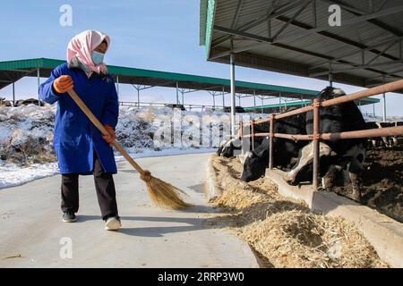 230216 -- GULANG, 16. Februar 2023 -- Ein Mitarbeiter reinigt das Kuhstall in einer Rinderzuchtbasis in Xijing Town, Gulang County, nordwestchinesische Provinz Gansu, 15. Februar 2023. In den letzten Jahren hat Gulang die Rinder- und Schafzuchtindustrie mit Nachdruck weiterentwickelt, um die Wiederbelebung des ländlichen Raums und eine qualitativ hochwertige Entwicklung zu fördern. CHINA-GANSU-GULANG-RINDER-SCHAFZUCHTINDUSTRIE CN LANGXBINGBING PUBLICATIONXNOTXINXCHN Stockfoto